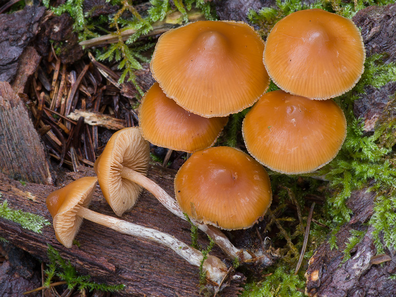 Galerina sideroides